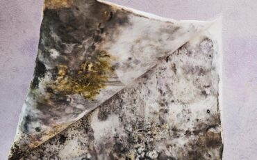 hidden-mold