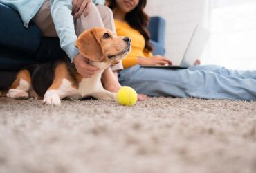 Family vacation, mother, daughter, and beagle puppy relaxing on weekends in the house's leisure room
