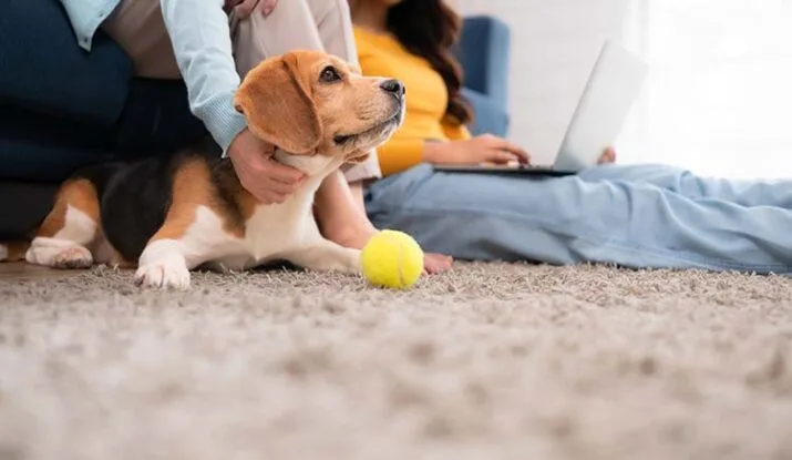 Family vacation, mother, daughter, and beagle puppy relaxing on carpet