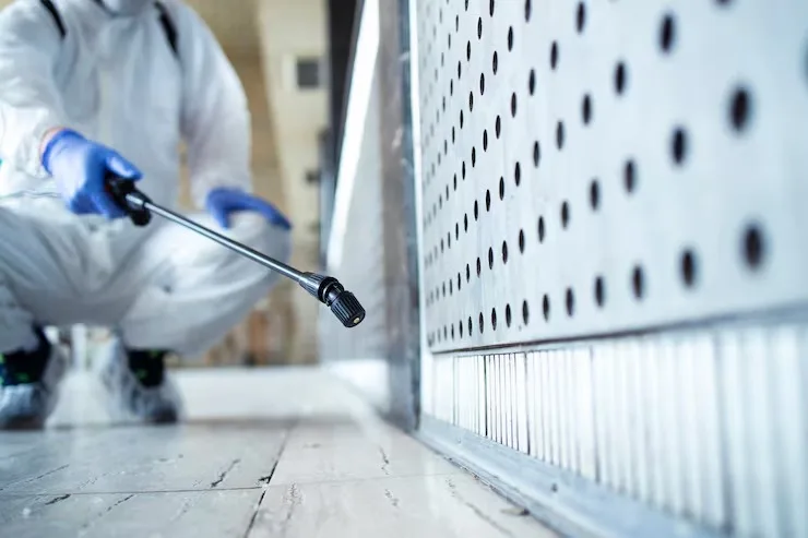Safe and Professional Mold Removal Services